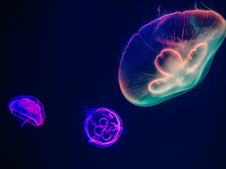 "Colonoscopy Prep," "Glass Squid," and "Hematoma"